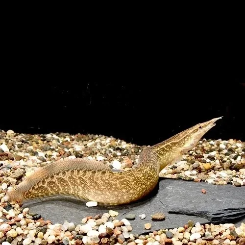 Macrognathus circumcinctus – Halfband stekelaal