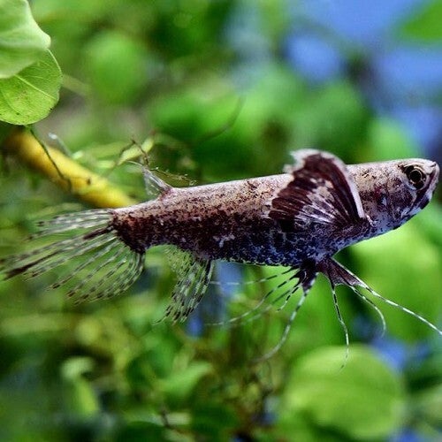 Pantodon  buchholzi