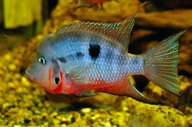Cichlasoma meeki