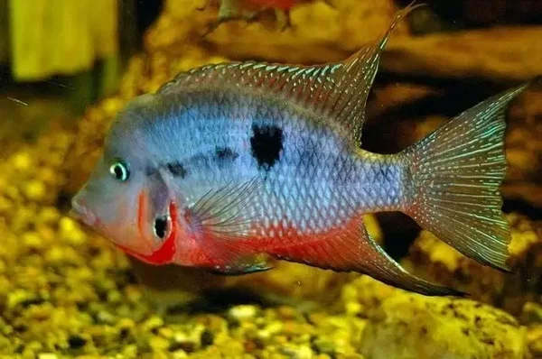 Cichlasoma meeki