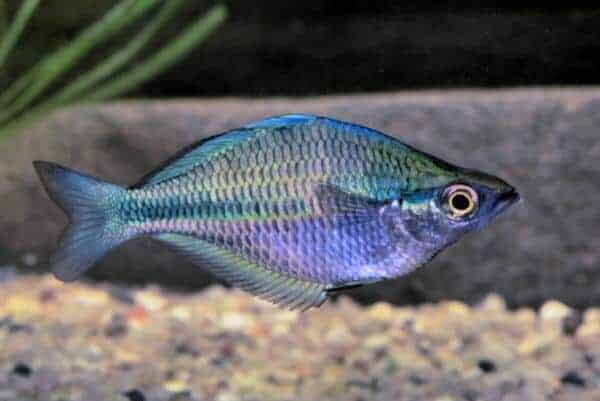 Melanotaenia lacustris