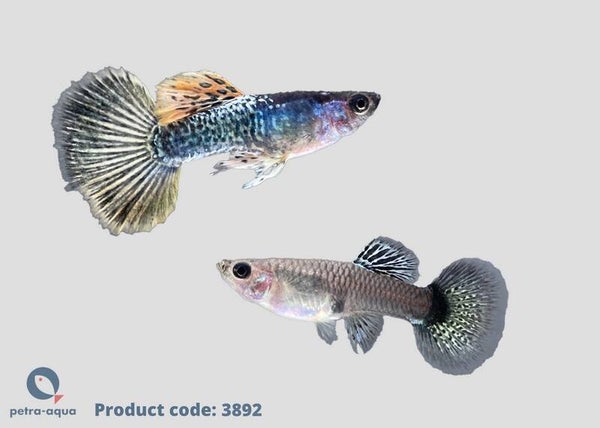 Poecilia reticulatus metal yellow dragon halfmoon