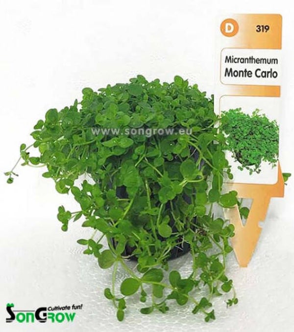 Micranthemum Monte Carlo