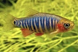 Microrasbora erythromicron