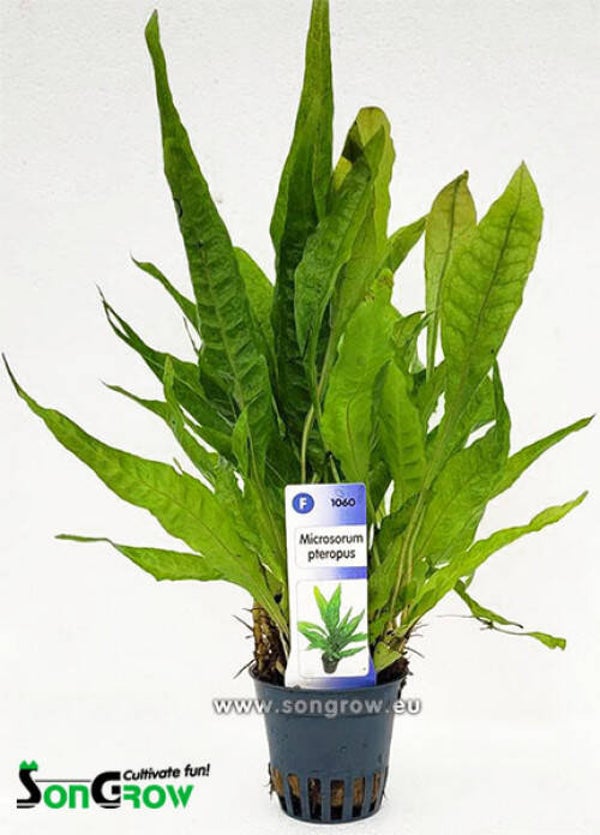 Microsorum pteropus Javavaren