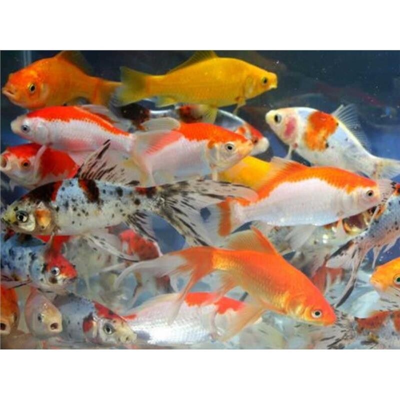 Carassius auratus / mix shubunkin,sarasa,yellow,red,red black
