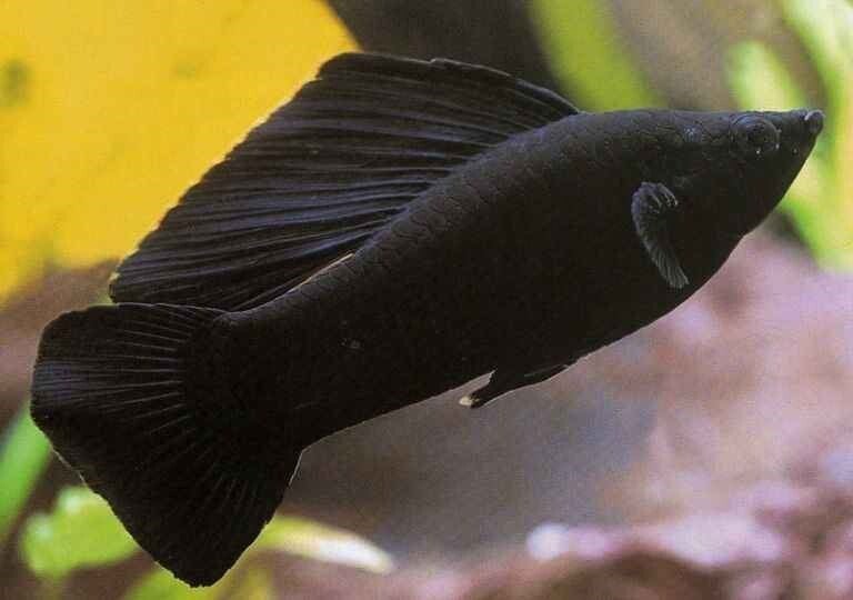 Poecilia latipinna  black