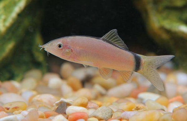 botia morleti