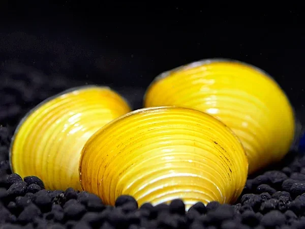 Corbicula sp. Yellow basket (gele mand)mossel