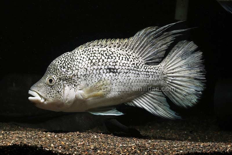 Nandopsis haitiensis