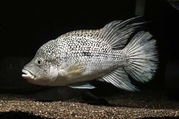 Nandopsis haitiensis