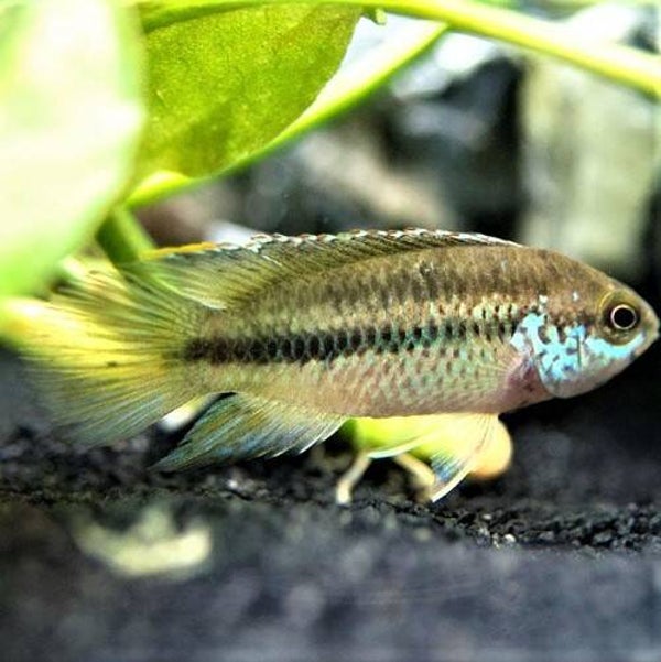 Nannacara anomala