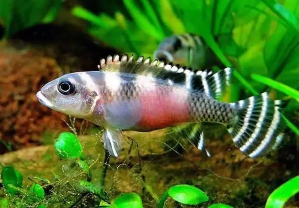 Nanochromis transvertitus