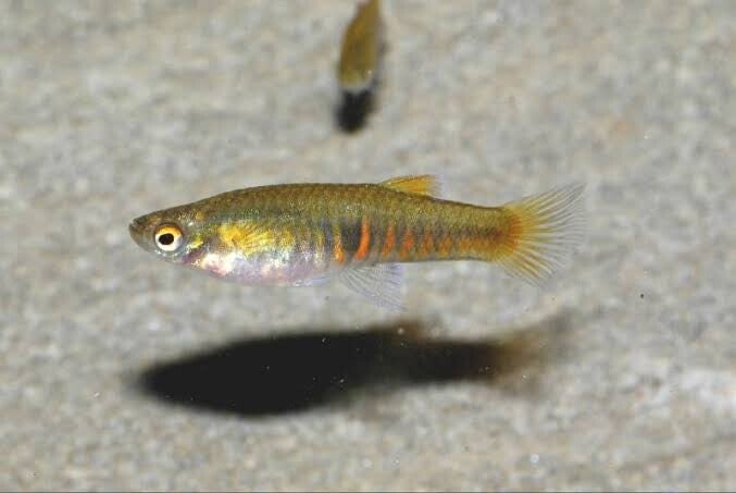 Neoheterandria elegans