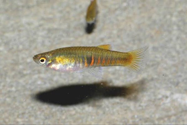 Neoheterandria elegans