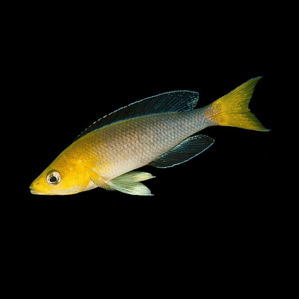Cyprichromis leptosoma jumbo yellow