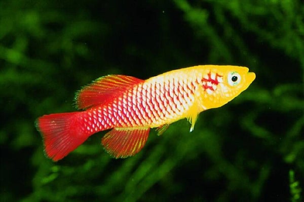 Nothobranchius guentheri Gold tijdelijk verkrijgbaar