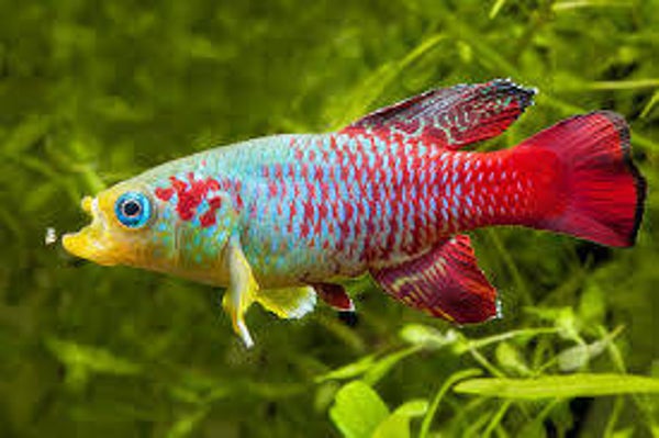 Nothobranchius guentheri red tijdelijk verkrijgbaar