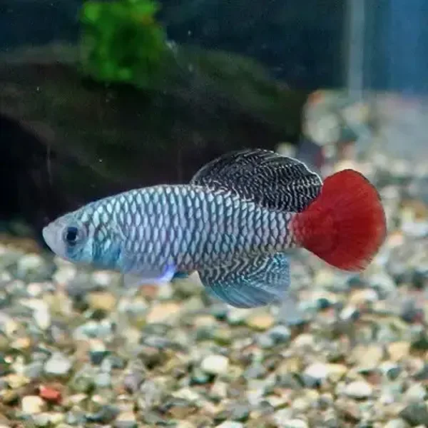 Nothobranchius patrizii, tijdelijk verkrijgbaar