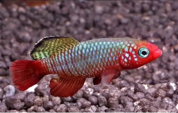Nothobranchius rubripinnis, tijdelijk verkrijgbaar