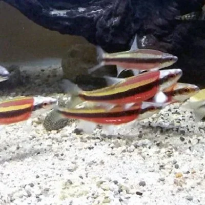 Notropis / lutipinnis