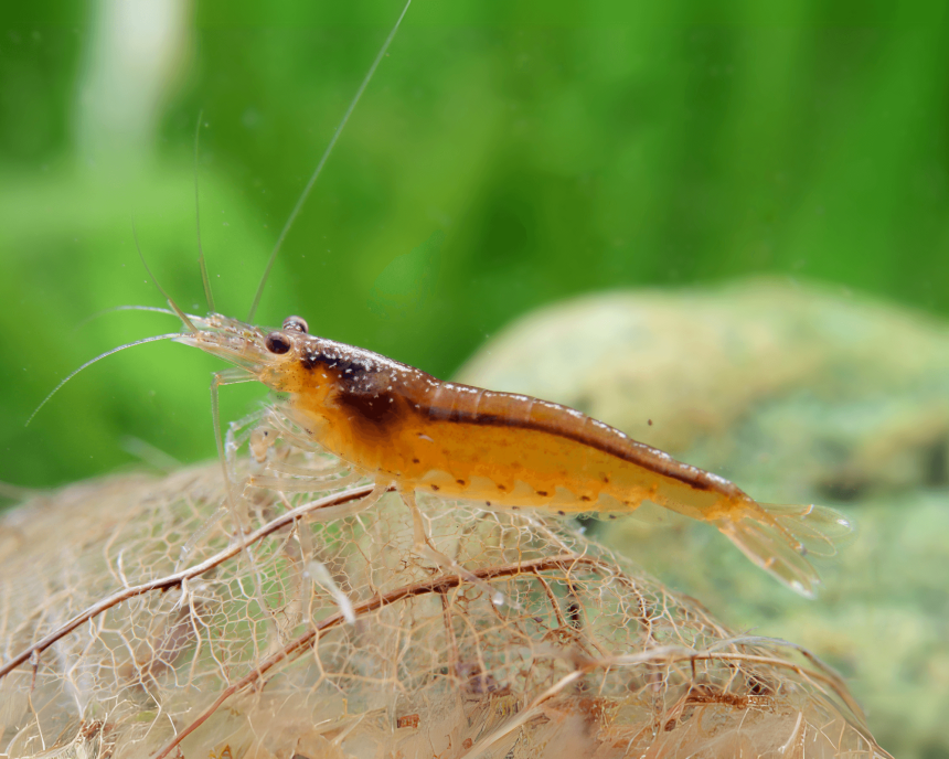 Japonica Orange, Caridina multidenta