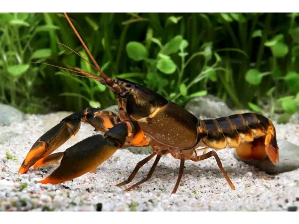Oranje Tip Kreeft - Cherax Snowden