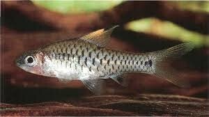 Oreichthys  parvus, dwerg barbeel
