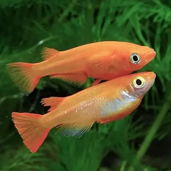 Oryzias / latipes orange