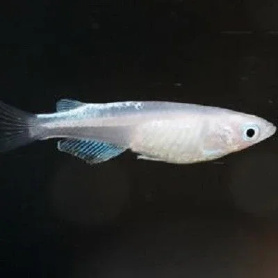 Oryzias latipes Platinum