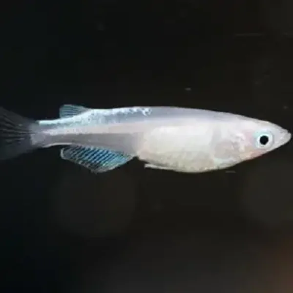 Oryzias latipes Platinum