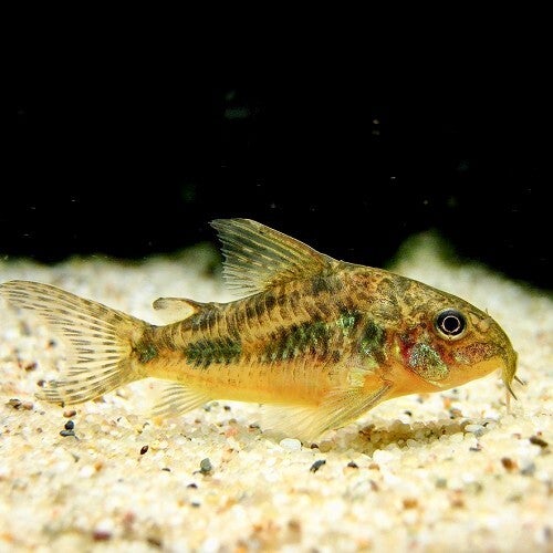 Corydoras paleatus