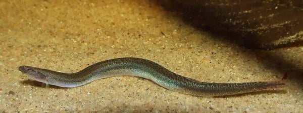 Pangio / kuhlii anguillaris