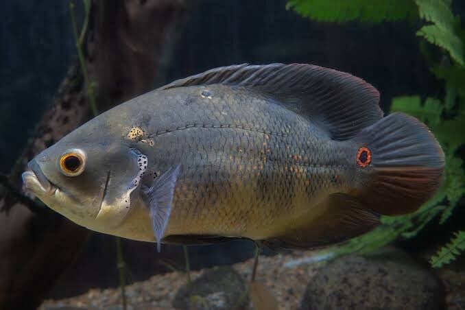 Astronotus ocellatus