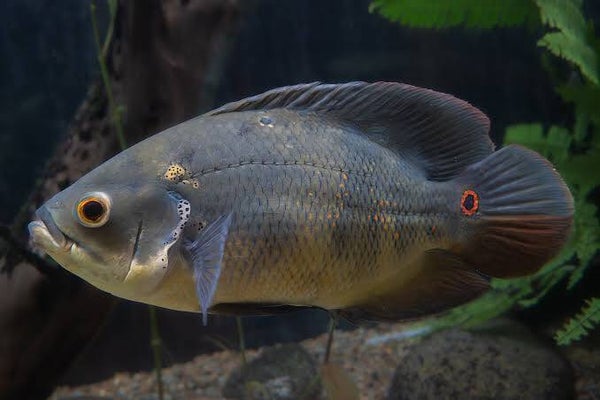 Astronotus ocellatus