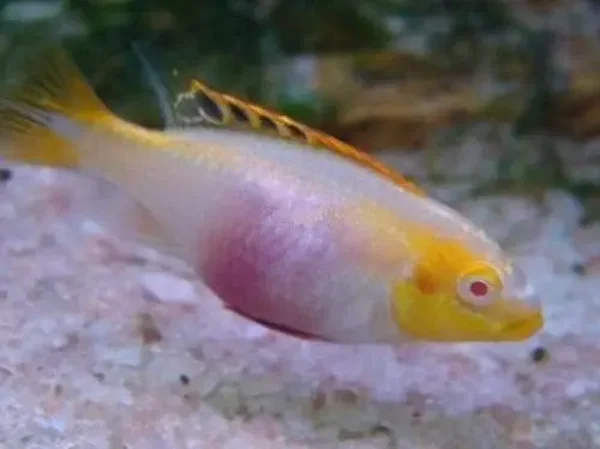 Pelvicachromis pulcher Albino