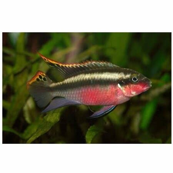 Pelvicachromis pulcher