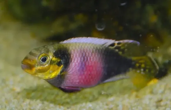 Pelvicachromis subocelatus matadi
