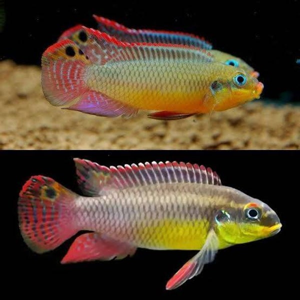 Pelvicachromis taeniatus molive