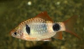 Pethia  setnai