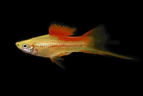 Xiphophorus / helleri pineaple