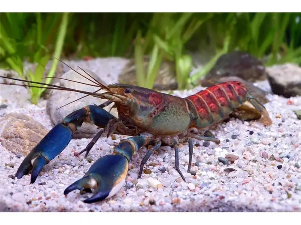 Pink Coralkreeft - Cherax warsamsonicus