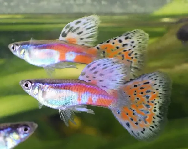Poecilia reticulata  pink grass