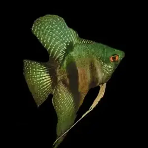 Pterophyllum scalare Pinoy green ghost