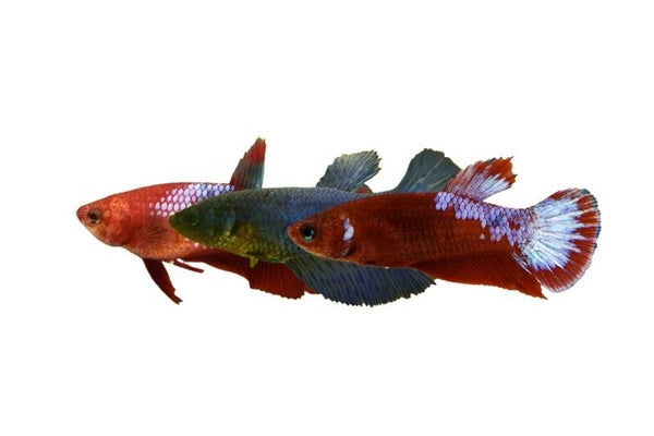 Betta spl. female / plakat mix
