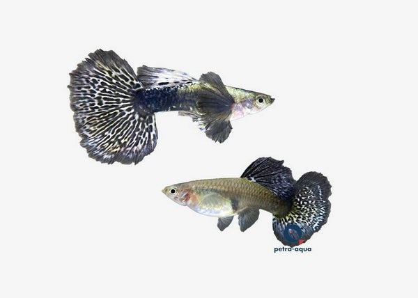 Poecilia ret. platinum blue dragon