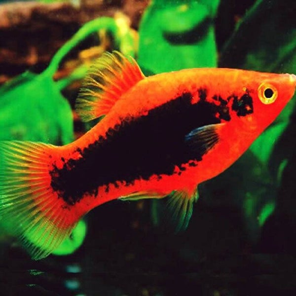 Xiphophorus maculatus red tuxedo Platy Tuxedo