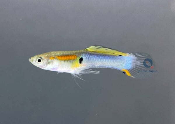 Poecilia ret.  endler blue male