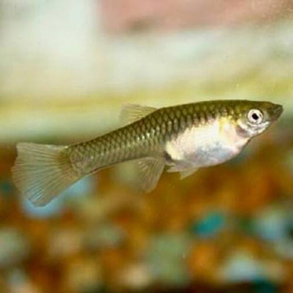 Poecilia  endler female