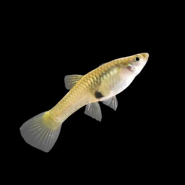 Poecilia endler golden female
